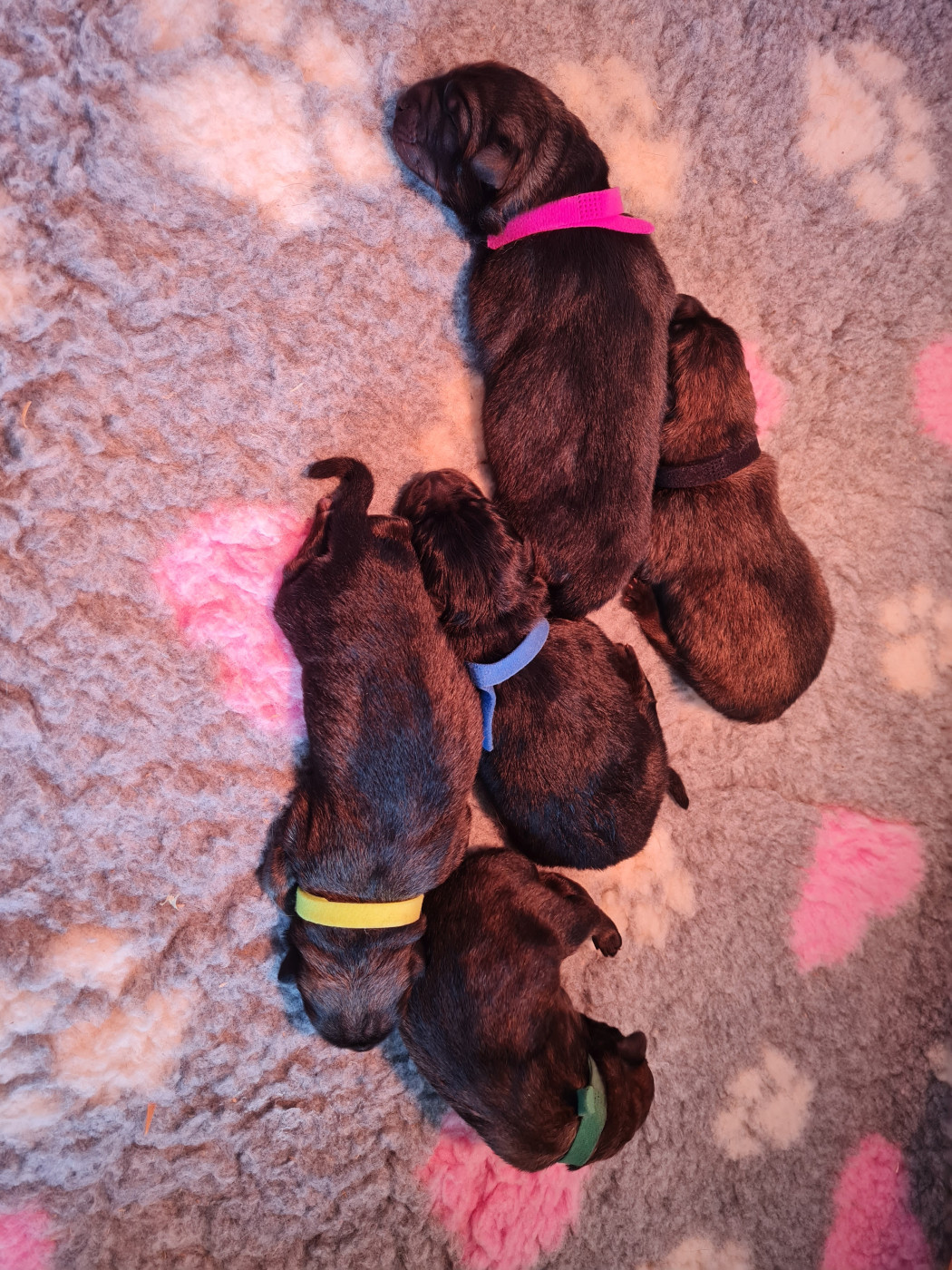 Les chiots sont nés !