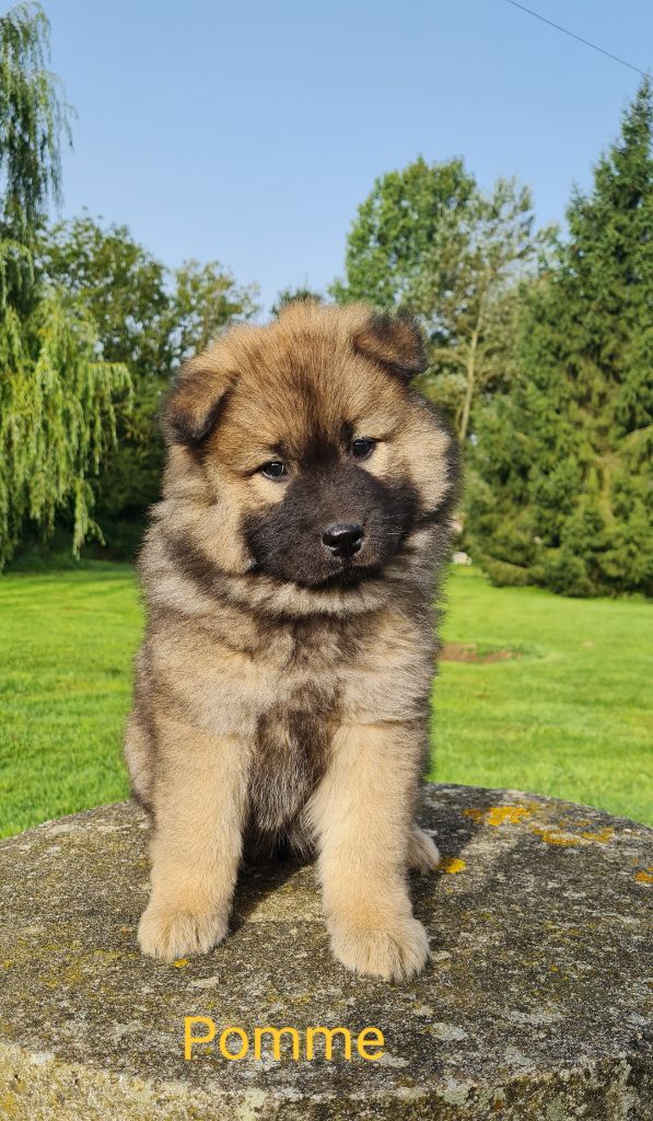 d'Olidice - Portée eurasier 2024