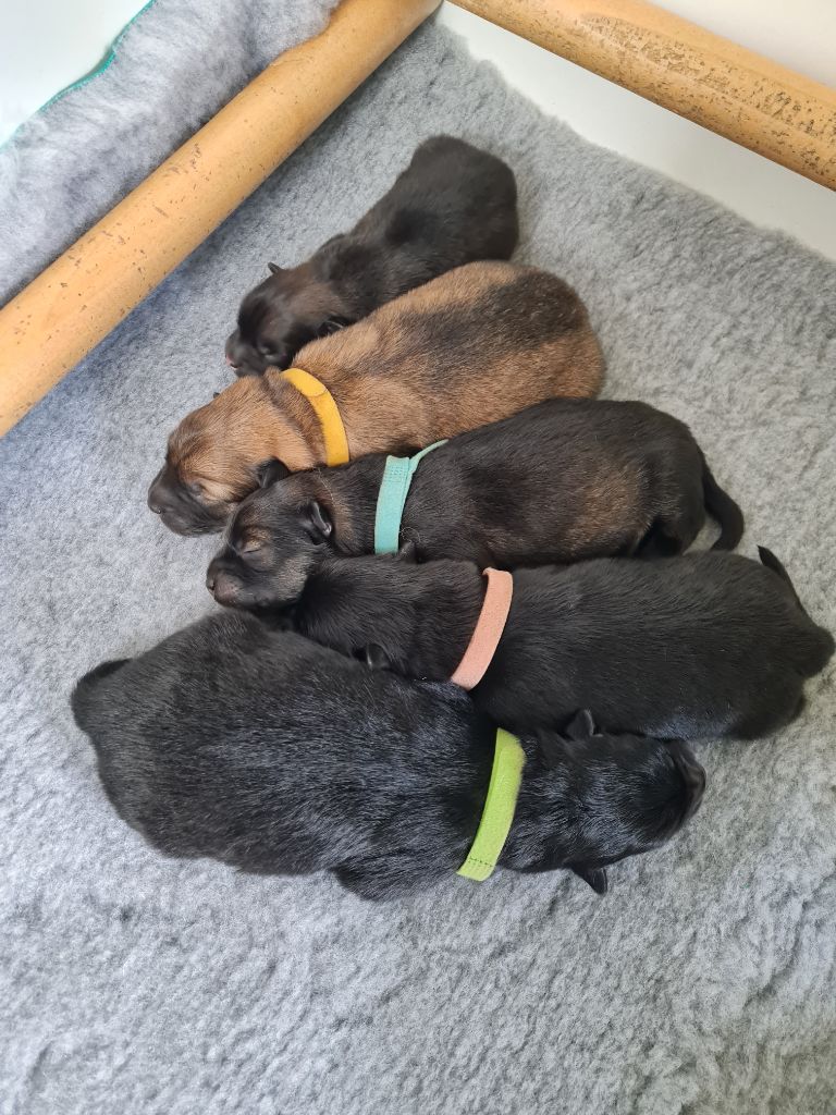 Les chiots 2025 sont nés !