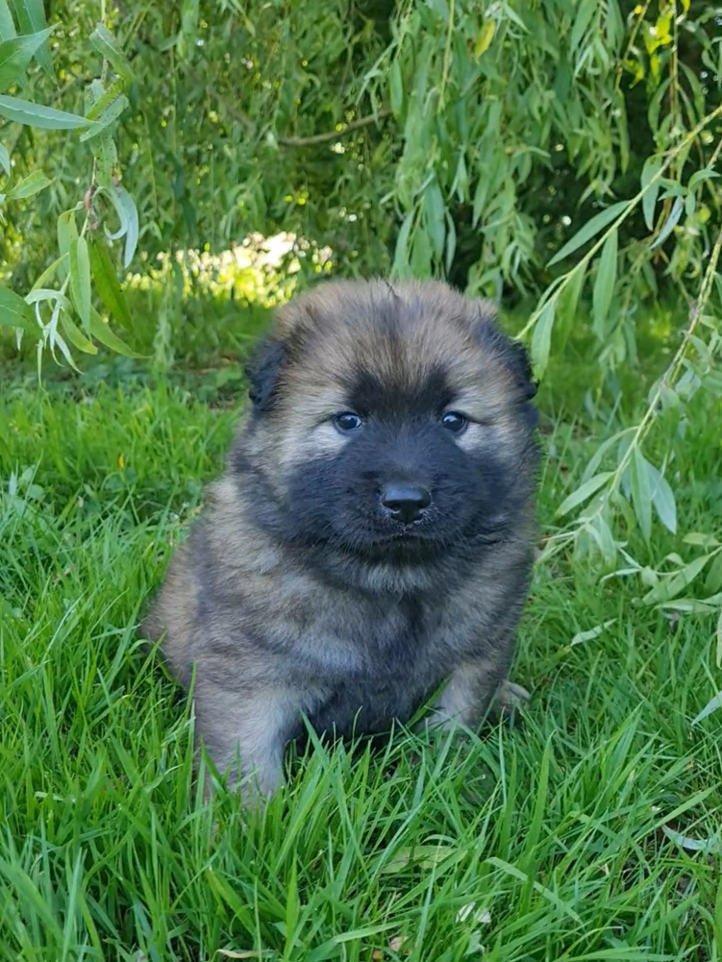 d'Olidice - Chiots disponibles - Eurasier