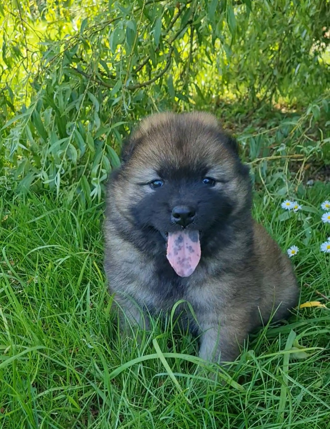 d'Olidice - Chiots disponibles - Eurasier