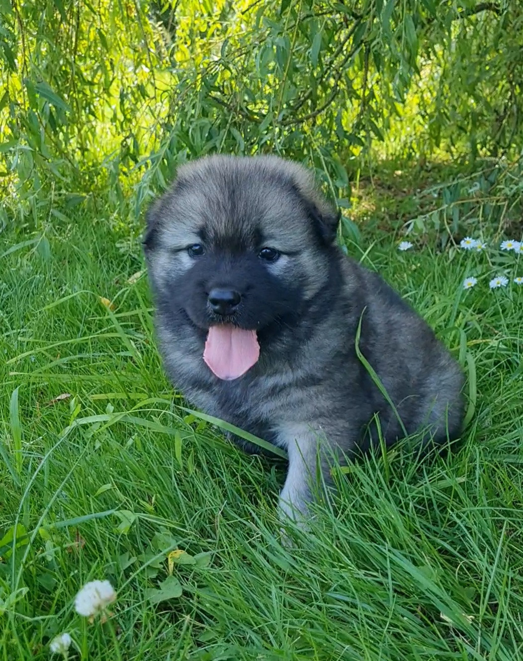 d'Olidice - Chiots disponibles - Eurasier