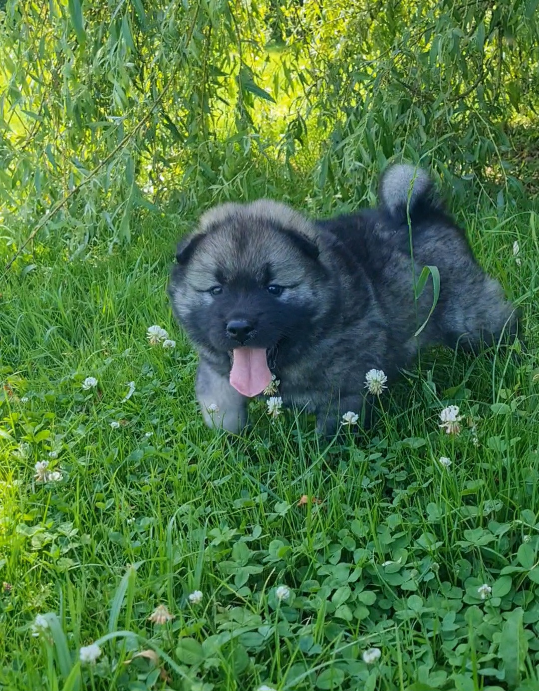 d'Olidice - Chiots disponibles - Eurasier