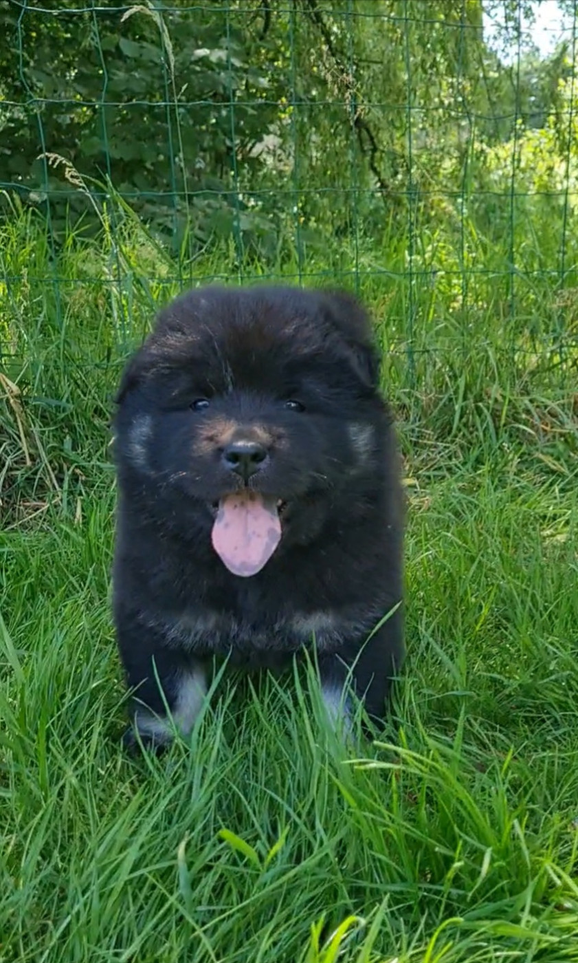 d'Olidice - Chiots disponibles - Eurasier