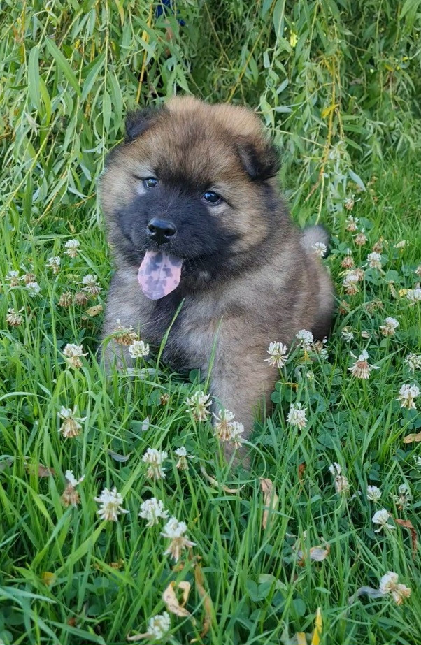 d'Olidice - Eurasier - Portée née le 21/05/2026