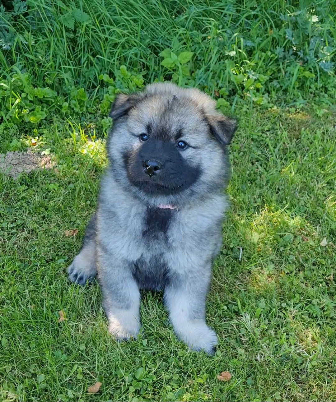 d'Olidice - Chiots disponibles - Eurasier
