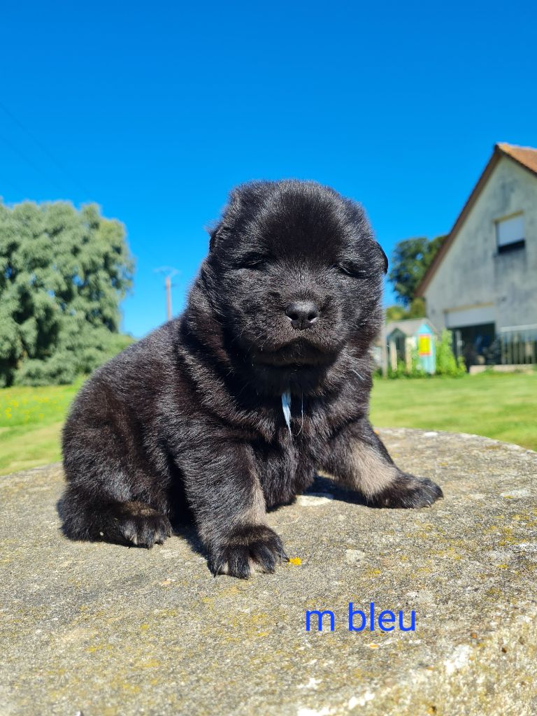 d'Olidice - Eurasier - Portée née le 18/07/2023