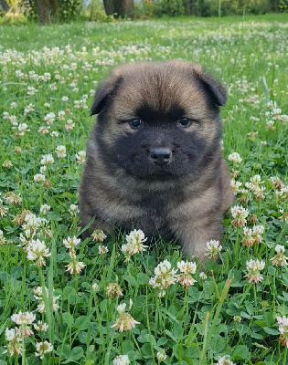 CHIOT
