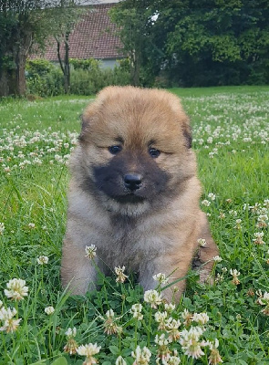 CHIOT