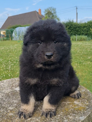 CHIOT