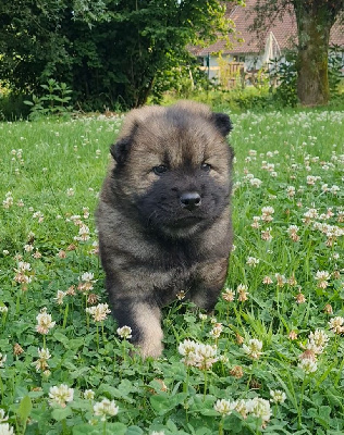 CHIOT