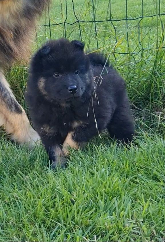d'Olidice - Chiots disponibles - Eurasier